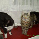 Tier, Kadoesie en Kabouter