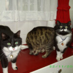 Tier, Kadoesie en Kabouter