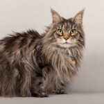 Heidi 07/11/2019 photo Ursula van der Riet Photography