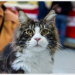 Lord Lasalle WPCC Catshow Cat of the Day
