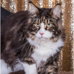 Lord Lasalle Coty Awards 2017