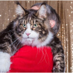 Lord Lasalle Coty Awards 2017