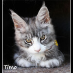 Timo