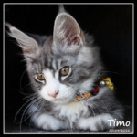 Timo