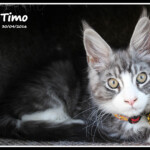 Timo