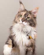 Bella 07/11/2019 photo Ursula van der Riet Photography