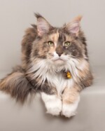 Bella 07/11/2019 photo Ursula van der Riet Photography