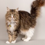 Bliss 07/11/2019 photo Ursula van der Riet Photography