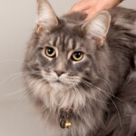 Camellini 07/11/2019 photo Ursula van der Riet Photography