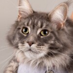 Camellini 07/11/2019 photo Ursula van der Riet Photography