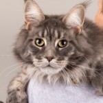 Camellini 07/11/2019 photo Ursula van der Riet Photography