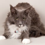 Franki 07/11/2019 photo Ursula van der Riet Photography