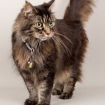 Glasie 07/11/2019 photo Ursula van der Riet Photography