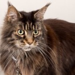 Glasie 07/11/2019 photo Ursula van der Riet Photography