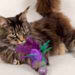 Glasie 07/11/2019 photo Ursula van der Riet Photography