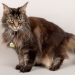 Glasie 07/11/2019 photo Ursula van der Riet Photography