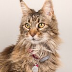 Lila 07/11/2019 photo Ursula van der Riet Photography