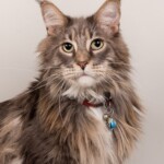 Rupert 07/11/2019 photo Ursula van der Riet Photography