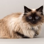 Shani 07/11/2019 photo Ursula van der Riet Photography