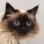 Shani 07/11/2019 photo Ursula van der Riet Photography