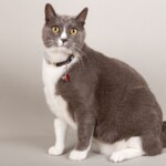 Smokey 07/11/2019 photo Ursula van der Riet Photography