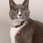 Smokey 07/11/2019 photo Ursula van der Riet Photography