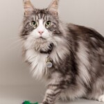 Timo 07/11/2019 photo Ursula van der Riet Photography