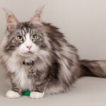 Timo 07/11/2019 photo Ursula van der Riet Photography