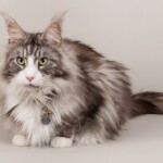 Timo 07/11/2019 photo Ursula van der Riet Photography