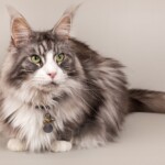 Timo 07/11/2019 photo Ursula van der Riet Photography