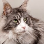 Timo 07/11/2019 photo Ursula van der Riet Photography