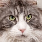 Timo 07/11/2019 photo Ursula van der Riet Photography