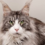 Timo 07/11/2019 photo Ursula van der Riet Photography