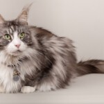 Timo 07/11/2019 photo Ursula van der Riet Photography