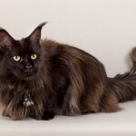 Volla 07/11/2019 photo Ursula van der Riet Photography