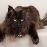 Volla 07/11/2019 photo Ursula van der Riet Photography