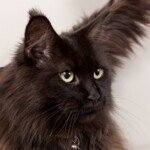 Volla 07/11/2019 photo Ursula van der Riet Photography