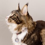 Zatopek 07/11/2019 photo Ursula van der Riet Photography