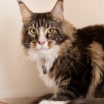 Zatopek 07/11/2019 photo Ursula van der Riet Photography