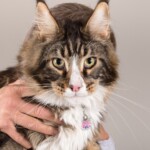 Zatopek 07/11/2019 photo Ursula van der Riet Photography